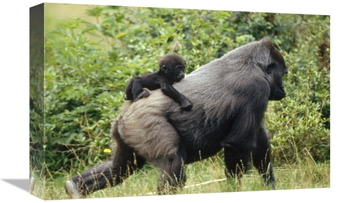 Global Gallery GCS-398508-1218-142 12 x 18 in. Western Lowland Gorilla