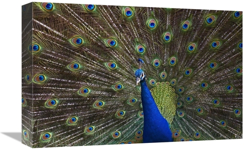 Global Gallery GCS-396939-1218-142 12 x 18 in. Indian Peafowl Male wit