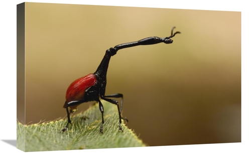 Global Gallery GCS-453232-1624-142 16 x 24 in. Giraffe Weevil, Ana