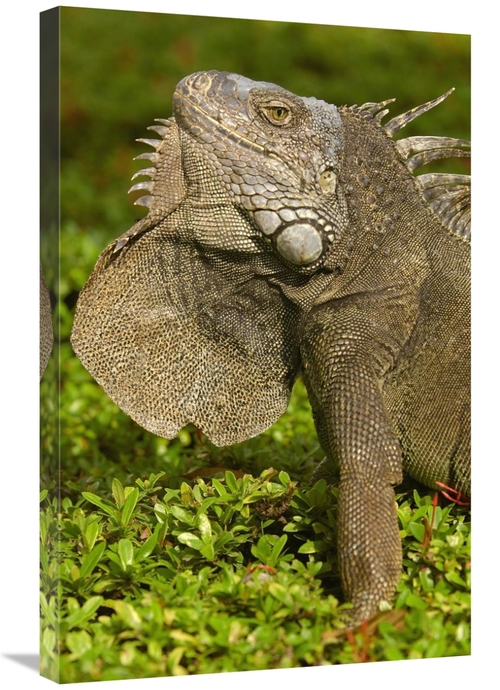 Global Gallery GCS-453070-2030-142 20 x 30 in. Green Iguana Flaring De