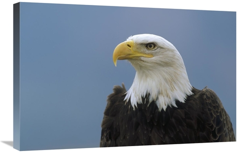 Global Gallery GCS-452484-2030-142 20 x 30 in. Bald Eagle Portrait&#44