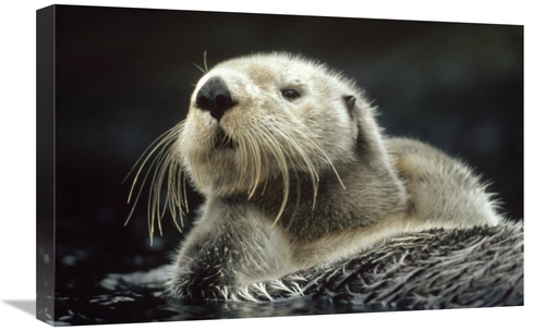 Global Gallery GCS-396148-1624-142 16 x 24 in. Sea Otter Floating in K