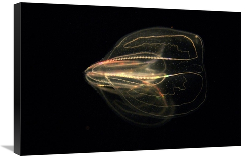 Global Gallery GCS-453557-2030-142 20 x 30 in. Comb Jelly Exhibiting B