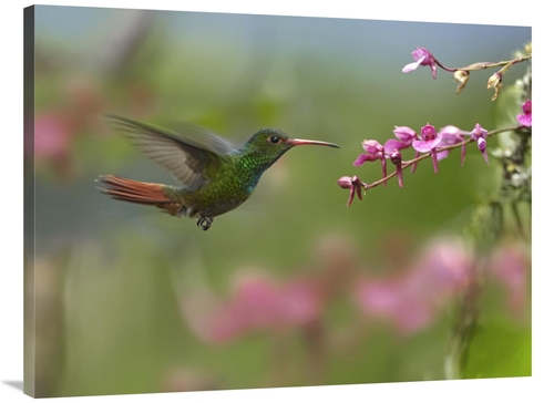 Global Gallery GCS-396455-3040-142 30 x 40 in. Rufous-Tailed Hummingbi