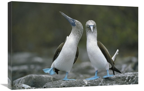 Global Gallery GCS-395587-2030-142 20 x 30 in. Blue-Footed Boobies in 