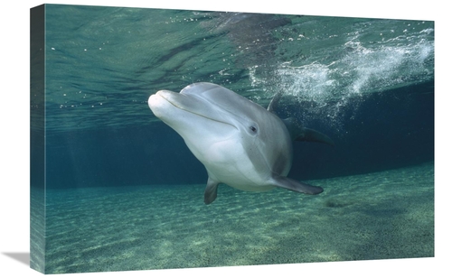Global Gallery GCS-450674-1624-142 16 x 24 in. Bottlenose Dolphin,