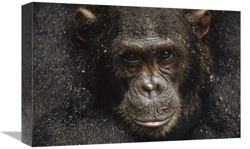 Global Gallery GCS-452742-1218-142 12 x 18 in. Chimpanzee Called Frodo
