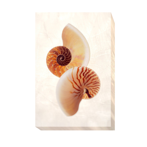 Artistic Home Gallery 1624B956EG Nautilus by Gayle & Glen Wans Premium