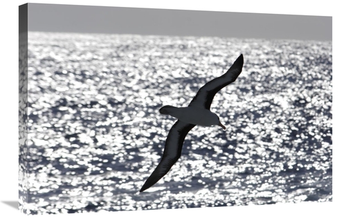 Global Gallery GCS-453558-2030-142 20 x 30 in. Black-Browed Albatross 