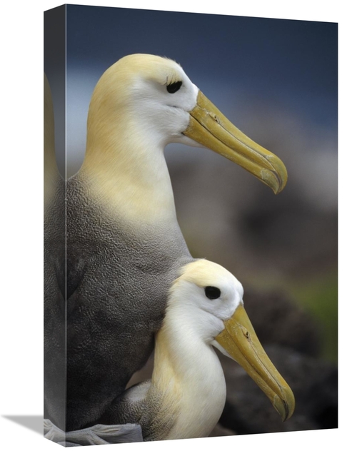 Global Gallery GCS-451403-1218-142 12 x 18 in. Waved Albatrosses Matin