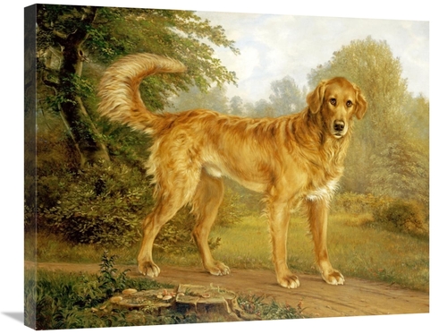 Global Gallery GCS-266794-30-142 30 in. A Golden Retriever on a Path A