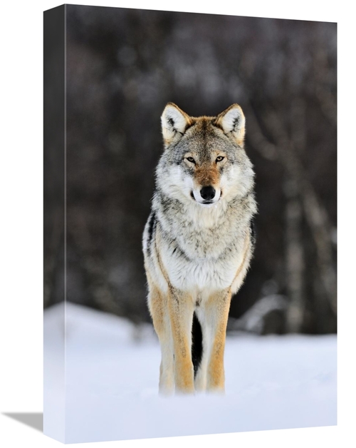 Global Gallery GCS-395682-1218-142 12 x 18 in. Gray Wolf Standing in t