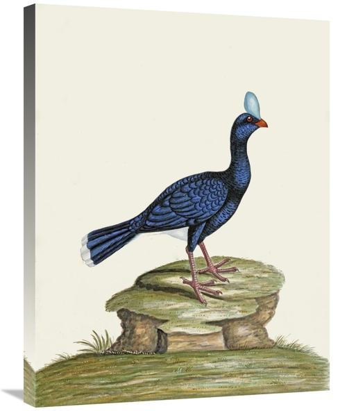 Global Gallery GCS-268072-30-142 30 in. A Male Curhew Art Print - Will