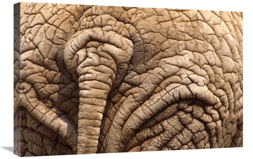 Global Gallery GCS-452984-2030-142 20 x 30 in. African Elephant Tail &