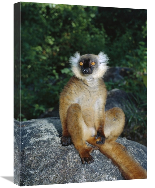 Global Gallery GCS-452655-1824-142 18 x 24 in. Black Lemur Female,