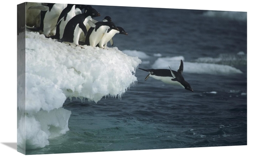 Global Gallery GCS-451720-1624-142 16 x 24 in. Adelie Penguin Leaping 