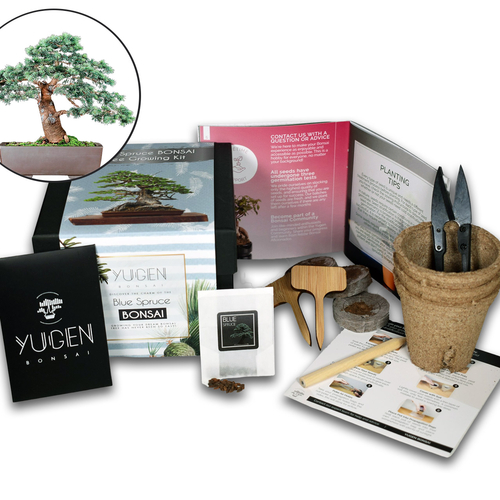 Blue Spruce Bonsai Tree Growing Kit