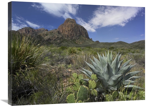 24 x 32 in. Agave & Cactus in the Chisos Mountains, Big Bend NP