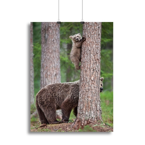 Be Carefully Canvas Print or Poster