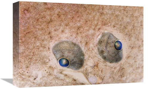Global Gallery GCS-395364-1218-142 12 x 18 in. European Flounder Eyes&