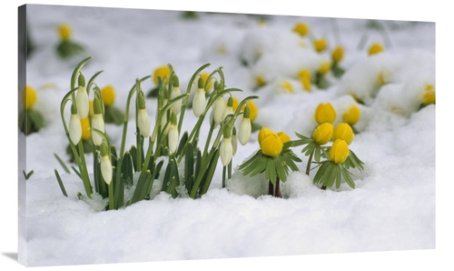 Global Gallery GCS-398474-44-142 44 in. Snowdrops Blooming in Snow&#44