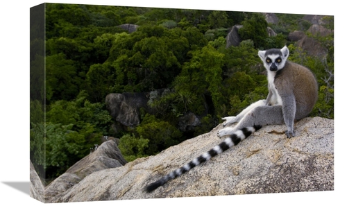 Global Gallery GCS-453245-1218-142 12 x 18 in. Ring-Tailed Lemur Resti