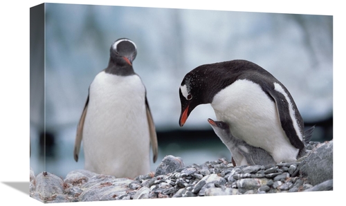 Global Gallery GCS-452416-1218-142 12 x 18 in. Gentoo Penguin Parent w