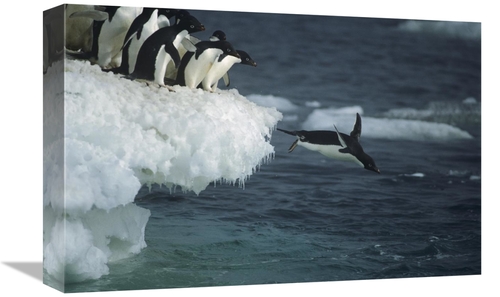 Global Gallery GCS-451720-1218-142 12 x 18 in. Adelie Penguin Leaping 