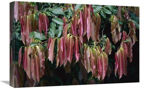 Global Gallery GCS-398551-1624-142 16 x 24 in. Young Red Leaves Lackin