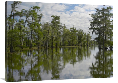 Global Gallery GCS-396505-3040-142 30 x 40 in. Bald Cypress Swamp,