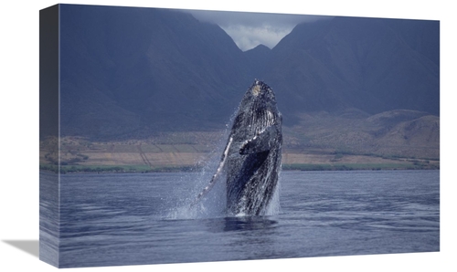 Global Gallery GCS-450995-1218-142 12 x 18 in. Humpback Whale Breachin