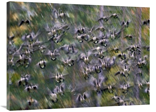 Global Gallery GCS-396131-3040-142 30 x 40 in. Canada Goose Flock Flyi