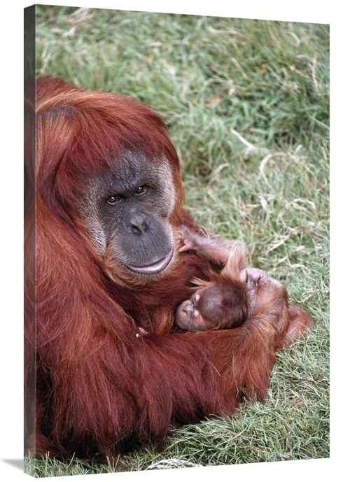 Global Gallery GCS-450826-2436-142 24 x 36 in. Sumatran Orangutan Moth