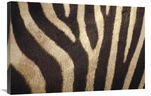 Global Gallery GCS-452746-2436-142 24 x 36 in. Hartmanns Mountain Zebr