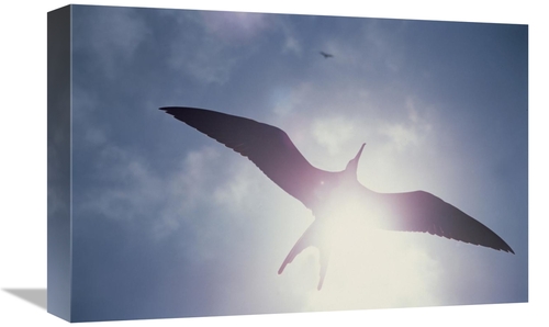 Global Gallery GCS-451513-1218-142 12 x 18 in. Great Frigatebird Juven