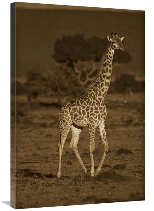 Global Gallery GCS-453682-2436-142 24 x 36 in. Giraffe Portrait, K