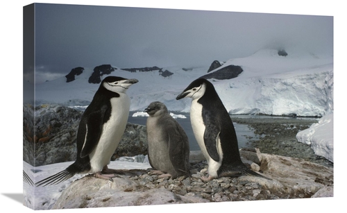 Global Gallery GCS-451717-1624-142 16 x 24 in. Chinstrap Penguin Pair 