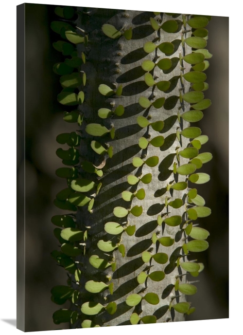 Global Gallery GCS-398109-2436-142 24 x 36 in. Madagascan Ocotillo Sho