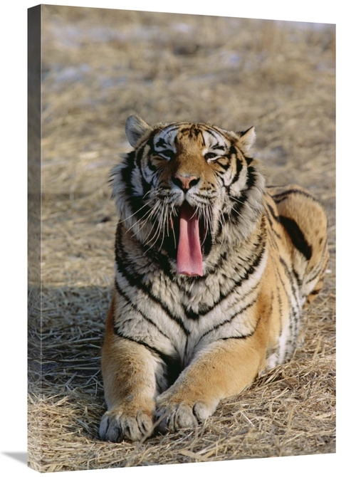 Global Gallery GCS-452428-2030-142 20 x 30 in. Siberian Tiger Yawning&