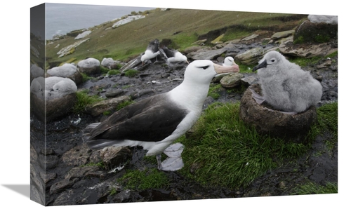 Global Gallery GCS-453568-1218-142 12 x 18 in. Black-Browed Albatross 