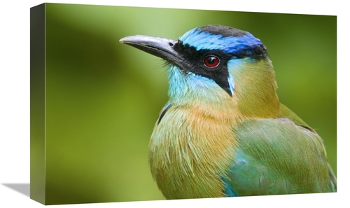 Global Gallery GCS-397274-1218-142 12 x 18 in. Blue-Crowned Motmot&#44