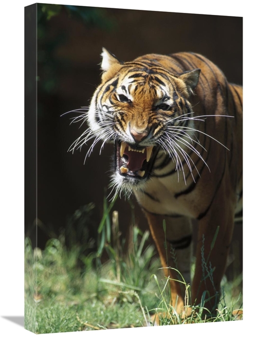 Global Gallery GCS-450816-1624-142 16 x 24 in. Bengal Tiger Snarling&#