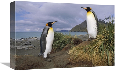 Global Gallery GCS-451110-1218-142 12 x 18 in. King Penguin Pair in Tu