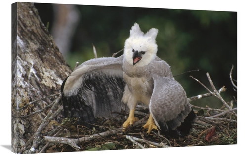 Global Gallery GCS-451210-2436-142 24 x 36 in. Harpy Eagle Juvenile in