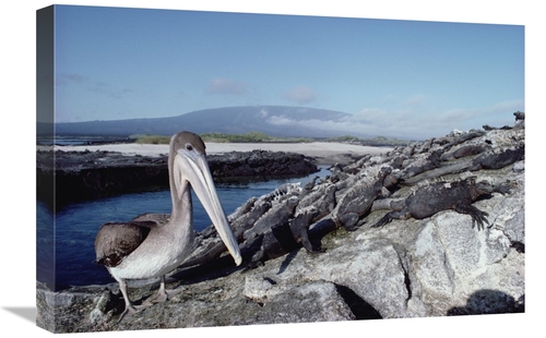 Global Gallery GCS-451157-1624-142 16 x 24 in. Brown Pelican Amid Colo