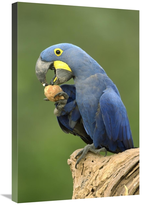 Global Gallery GCS-453148-2030-142 20 x 30 in. Hyacinth Macaw in Cerra