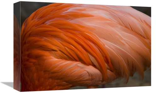 Global Gallery GCS-398308-1218-142 12 x 18 in. Greater Flamingo Close 