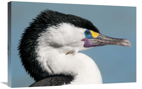 Global Gallery GCS-397458-2030-142 20 x 30 in. Pied Cormorant in Breed