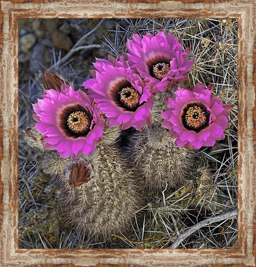 Somerset House Publishing 5847 Chisos Hedgehog Cactus, Framed Gicl