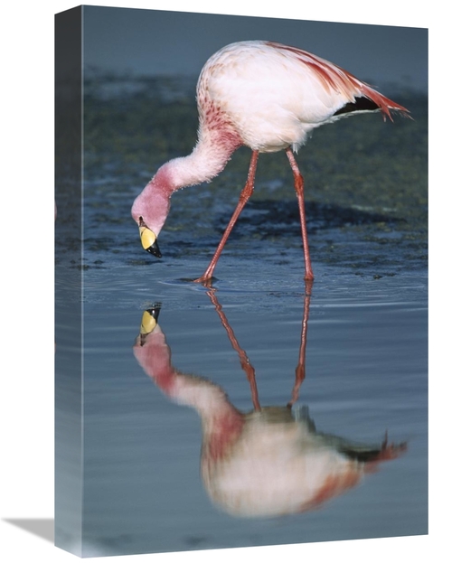 Global Gallery GCS-451648-1218-142 12 x 18 in. Puna Flamingo Feeding i